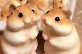 娱乐吃瓜酱仓鼠,揭秘娱乐圈背后的趣味故事